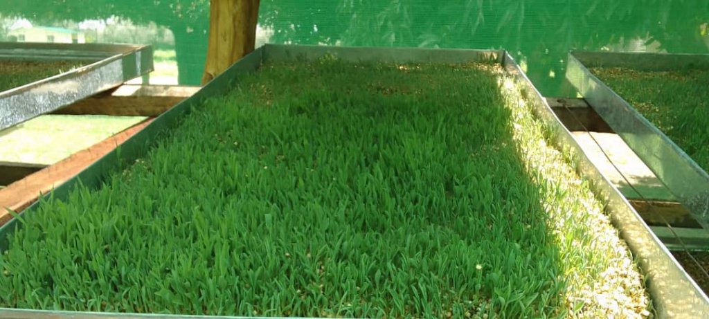 Hydroponic Fodder Production in Namwala District: A Game Changer for Livestock Farmers
